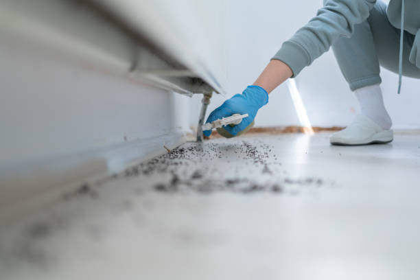 Best Flea Control Services  in Indian Head, MD